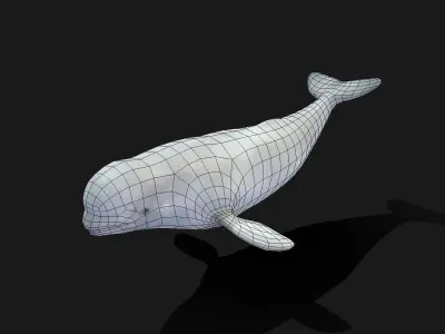 Beluga Whale - Animated Low-poly 3D model
