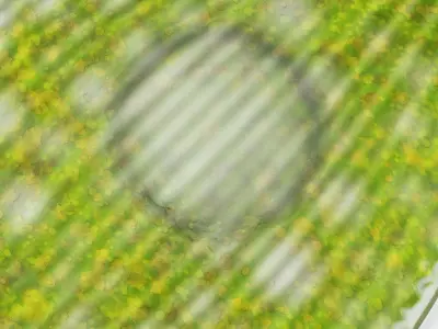 Phacus Low-poly 3D model