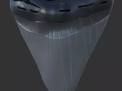 Megalodon Tooth Free 3D print model