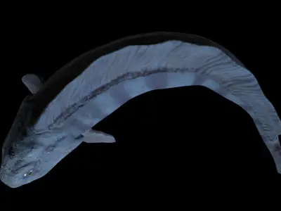 Atlantic Wolf Fish 3D model