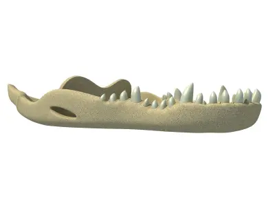 Crocodile jaw 3 3D model