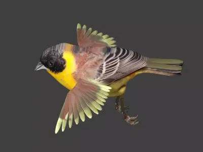 bunting animated Low-poly 3D model