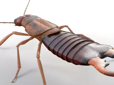 Earwigs Insect Low-poly 3D model