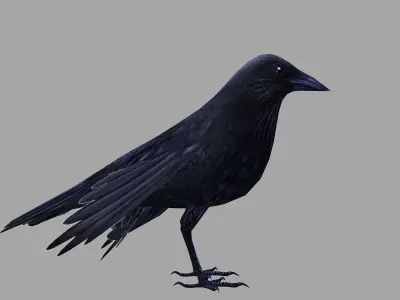 animated low poly crow Low-poly 3D model