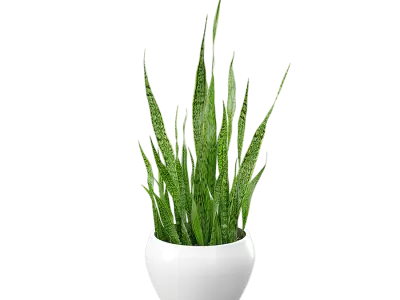  Snake Plant Potted Plant Model 
