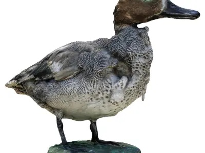 Wild duck 3D model