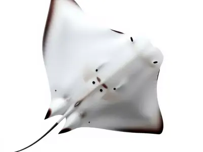 Oceanic Manta Ray model pack Low-poly 3D model