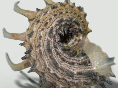 6 Sea Shell Collection Photorealistic Low-poly 3D model