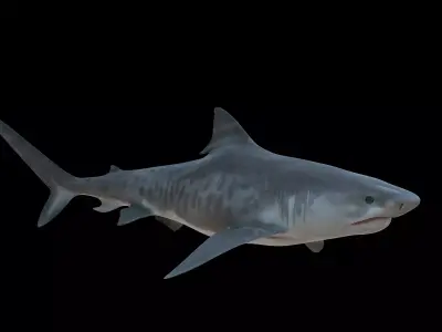 Tiger Shark Low-poly 3D model