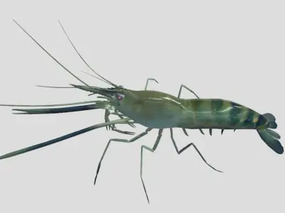 Macrobrachium Rosenbergii Realistic Animated Low-poly 3D model