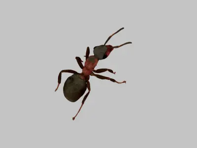 Red Ant Low-poly 3D model