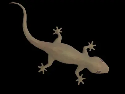 Lizard Gecko Animal 3D model Low-poly 3D model