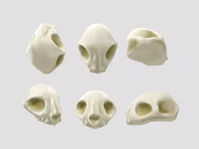 Cat skull  Low-poly 3D model