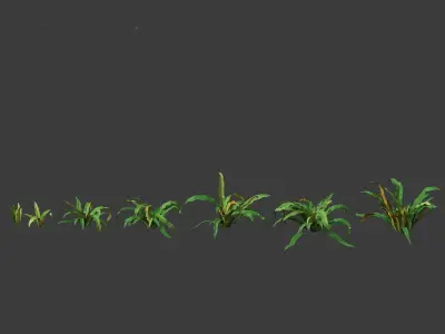 Asplenium australasicum - Birds Nest Fern 3D model