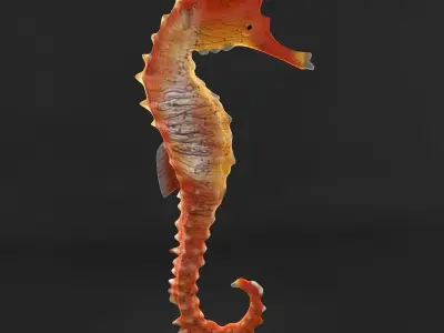  Sea Horse 3D model