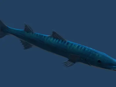 Barracuda fish with long fins 3D model
