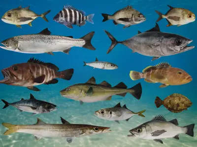 Ocean Commercial Fish Collection 3D model