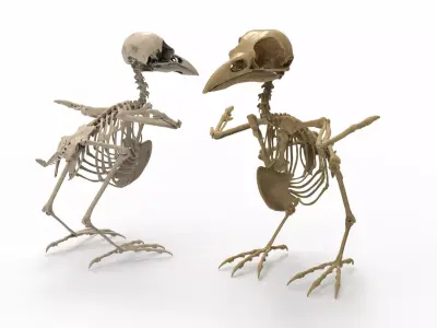 Raven skeleton 3D model