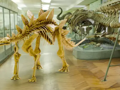 Realistic Ancient Reptilians Fossil - Stegosaurus Low-poly 3D model