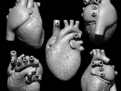 Anatomical Human Heart - For Commercial Use 3D print model