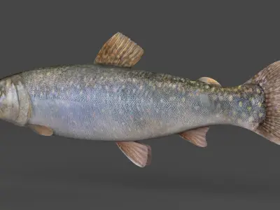 Char Fish 3D model