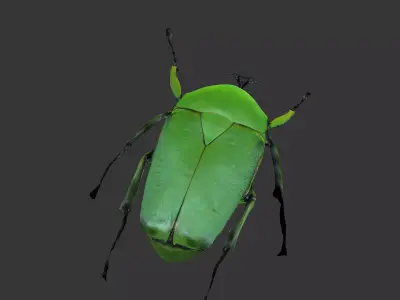 Dicronorhina Micans Male 3D model