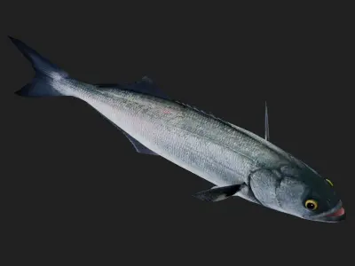 Bluefish Low-poly 3D model