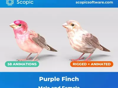3D Bird Pack Purple Finch Male and Female Low-poly 3D model Low-poly 3D model