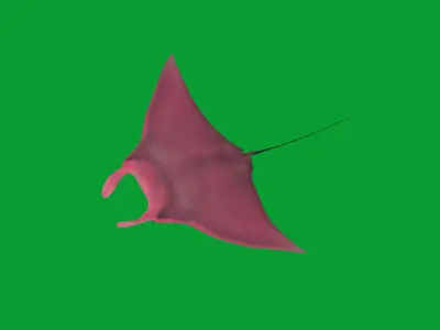 Pink Manta Mobula Ray Low-poly 3D model