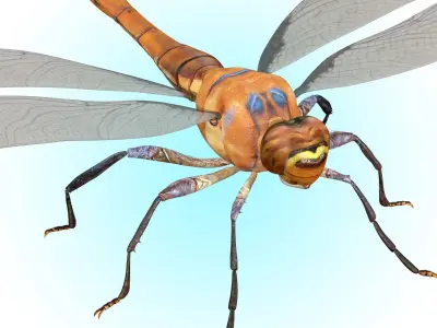 Dragonfly 3D model