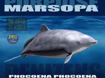 Porpoise orca whale 3D model