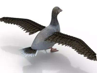 Goose Bird Rigged 3d model Free 3D model