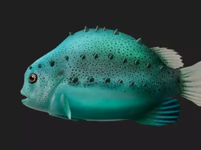 Lumpfish Low-poly 3D model