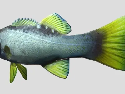 Rockfish Realistic Animated Low-poly 3D model