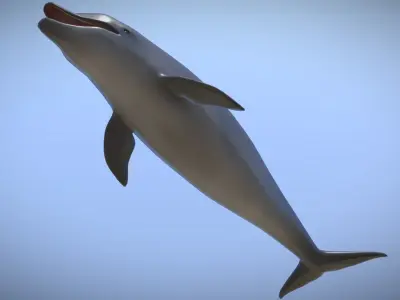 Dolphin Low-poly 3D model