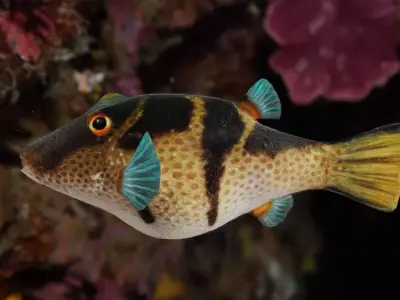 Valentin Sharpnose Puffer Animated 3D model