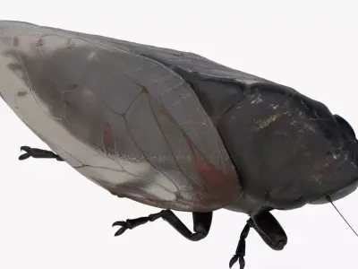 Cicada Low-poly 3D model