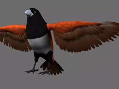Munia Rigging and Animation 3D model