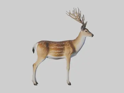 Fallow deer Low-poly 3D model