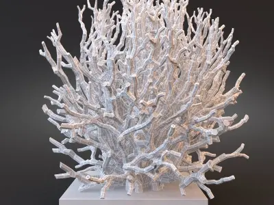 White Coral Specimen on Lucite Stand 3D model