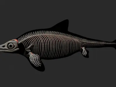 ichthyosaurus skeleton  3D model