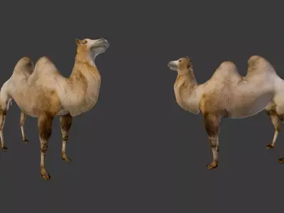 Camel camels Low-poly 3D model