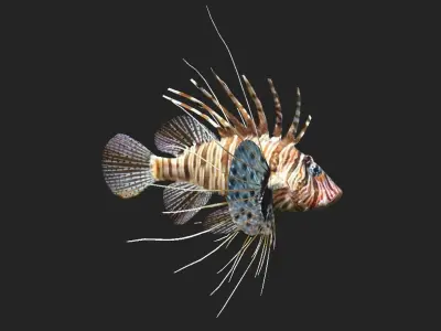 Lionfish Realistic Animated Low-poly 3D model