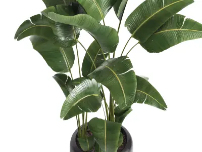 indoor plant 056 3D model