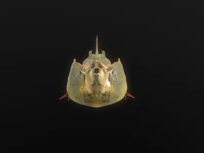 Horseshoe Crab 3D model
