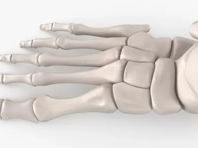 Human Foot Skeleton Model 3D model