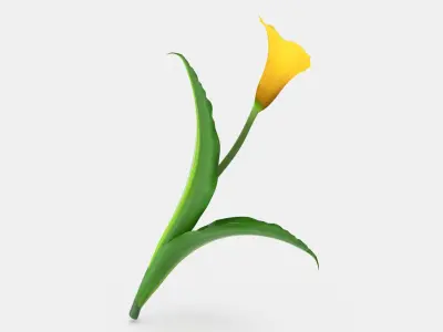 Yellow Calla Flower 3D model