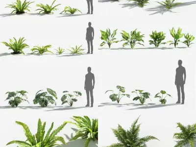 Plants Pack 7: Rainforest: GrowFX 3D model