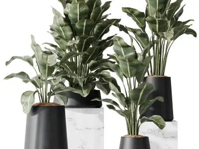 HQ Plants Bird Of ParadiseBird Vase Set05 Free 3D model