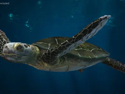 Realistic Sea Turtle Rigged for Cinema 4D 3D model